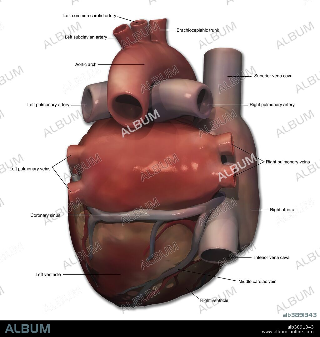 Posterior view of human heart anatomy with annotations.
