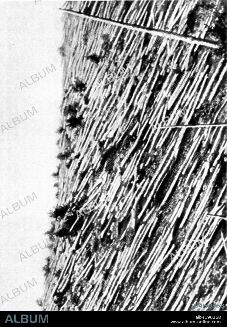 Siberian taiga forest that was flattened by the blast from the Tunguska meteorite near where the meteorite fell in 1908. This picture was taken during professor Leonid Kulik's 1938 expedition to investigate the event.