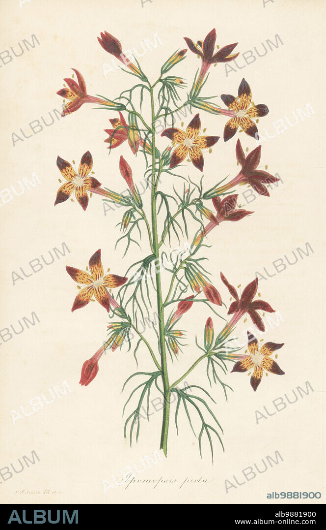 Texas plume, Ipomopsis rubra. Native to southeastern America, first introduced from Carolina in 1726. Painted-flowered ipomopsis, Ipomopsis picta. Handcoloured botanical illustration drawn and engraved by Frederick William Smith from Joseph Paxtons Magazine of Botany, and Register of Flowering Plants, Volume 1, Orr and Smith, London, 1834.