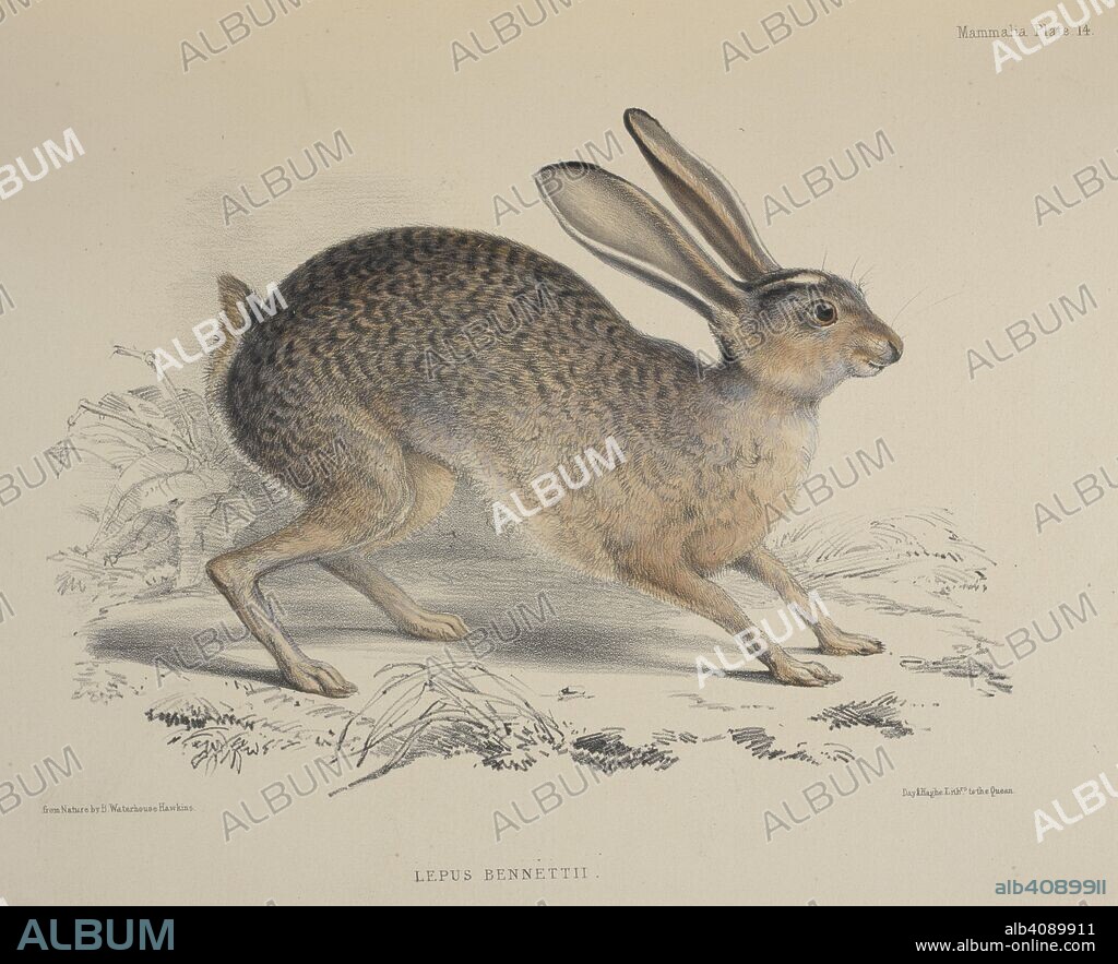 RICHARD BRINSLEY HINDS and WATERHOUSE HAWKINS. Lepus Bennettii.  Bennett's Hare. The Zoology of the voyage of H.M.S. Sulphur under the command of Captain Sir E. Belcher. (Mammalia, by J. E. Gray. Birds, by J. Gould. Fish, by J. Richardson. Shells, by R. B. Hinds.) Edited ... by R. B. Hinds, etc. London, 1843-45. Source: 1255.k.5 plate 14. Language: French.