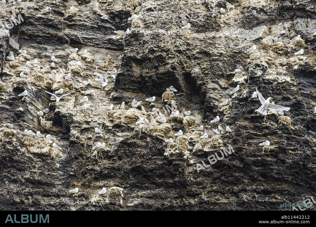 Black-legged Kittiwakes (Rissa tridactyla) flying and nesting, Diskobukta, Edgeoya Island, Svalbard Archipelago, Norway, Arctic.