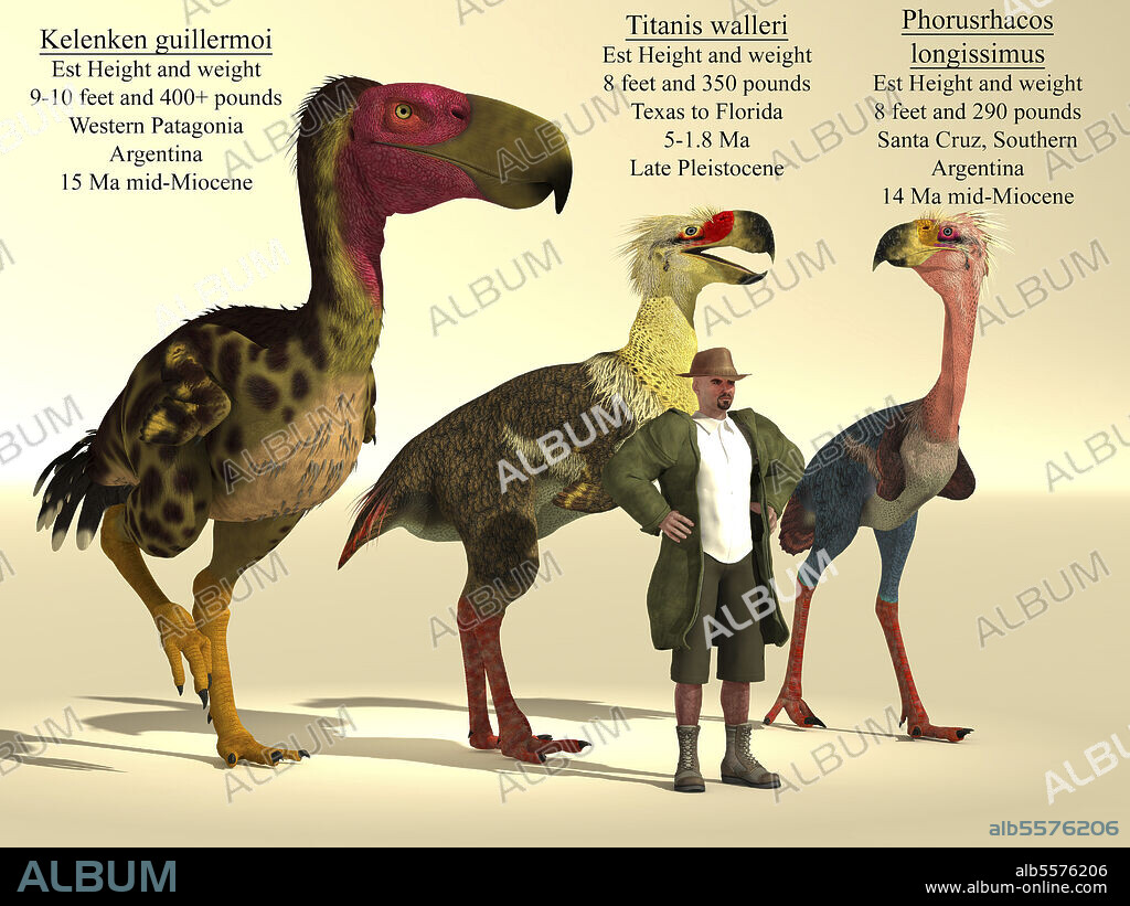 Size comparison of three of the largest terror birds from the Miocene to the Pleistocene epoch; Kelenken, Titanis and Phorusrhacos.