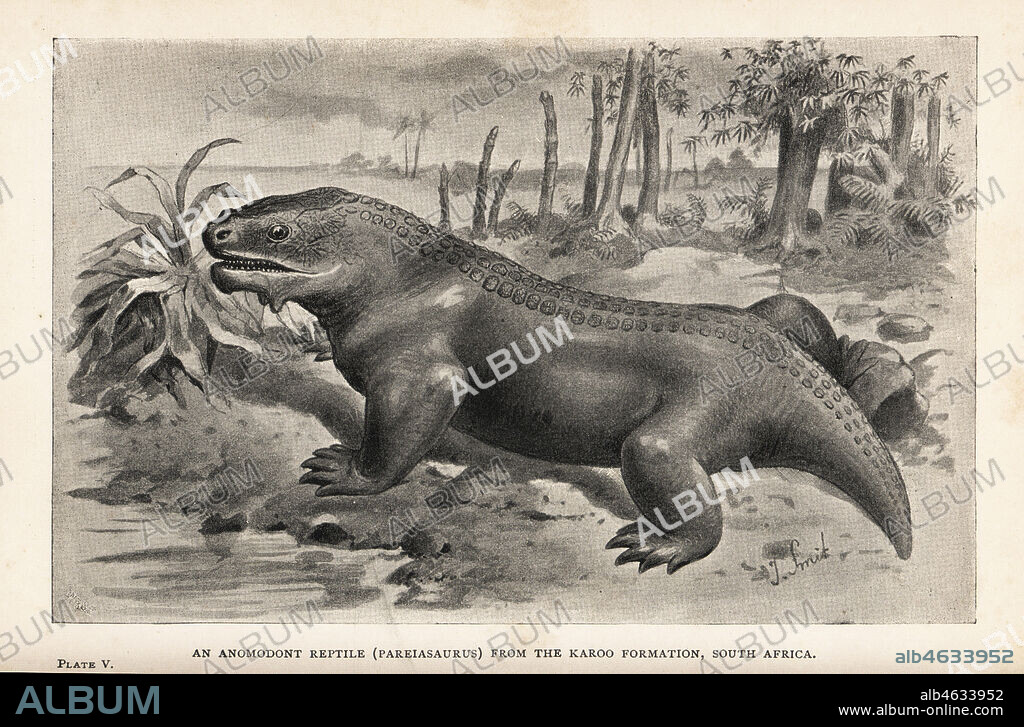 Reconstruction of a large Anomodont reptile, Pareiasaurus baini, from the Karoo formation, South Africa. Print after an illustration by Joseph Smit from Henry Neville Hutchinsons Creatures of Other Days, Popular Studies in Palaeontology, Chapman and Hall, London, 1896.