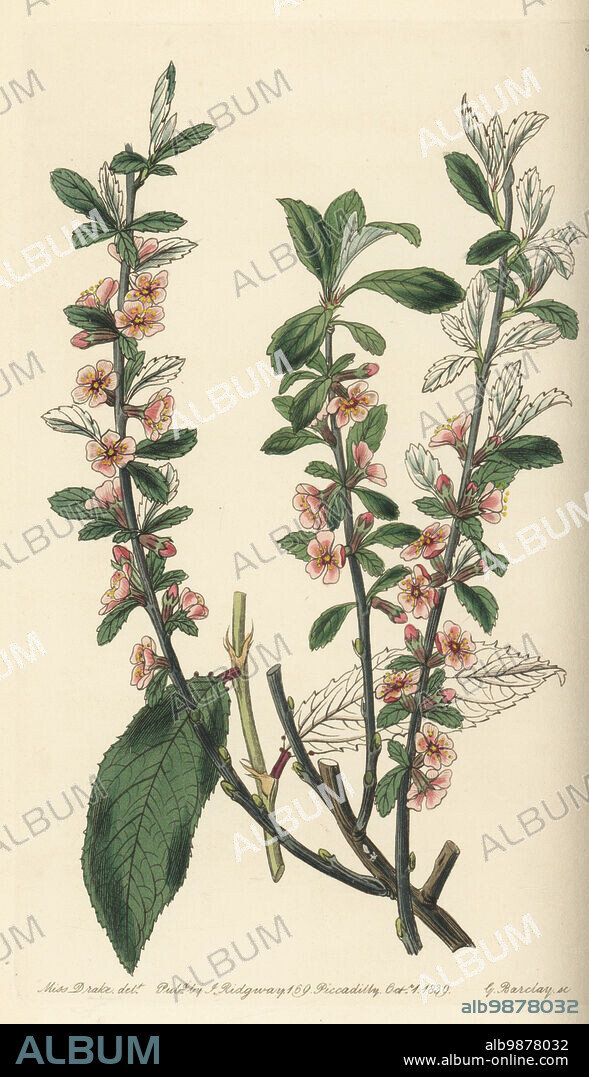 Willow leaf cherry, sour cherry or hoary cherry, Prunus incana. Hoary-leaved almond, Amygdalus incana. Handcoloured copperplate engraving by George Barclay after a botanical illustration by Sarah Drake from Edwards Botanical Register, edited by John Lindley, published by James Ridgway, London, 1839.