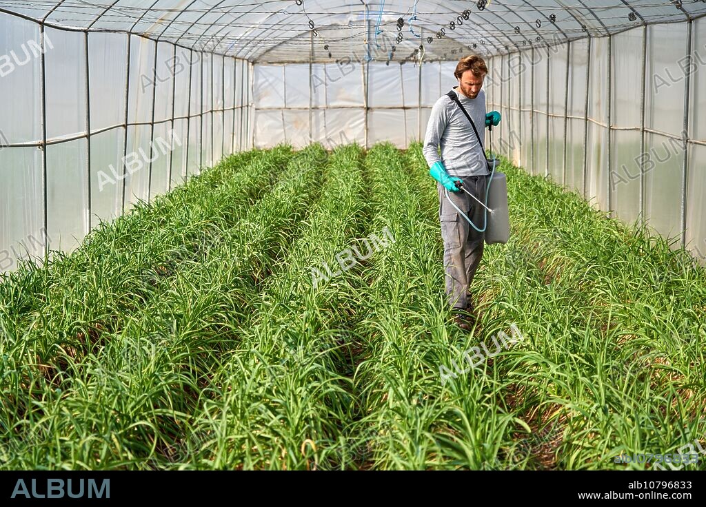 Farmer spraying plants in greenhouse with sprayer, Orchard, Calahorra, La Rioja, Spain, Europe.