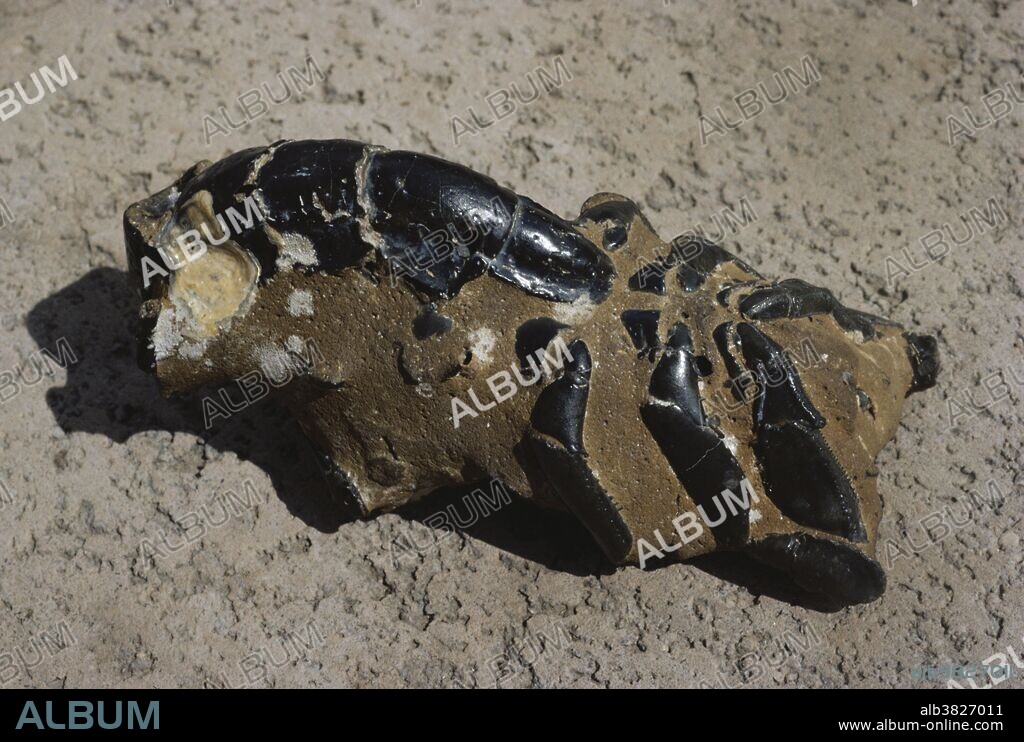 Fossil mud lobster (Thalassina anomala) found near Darwin, Australia.  This specimen is 600,000 years old.