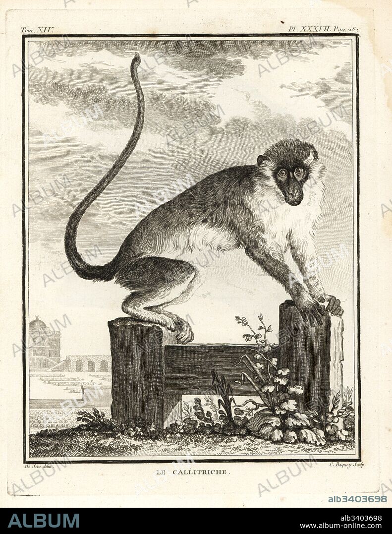 Grivet, Chlorocebus aethiops. Copperplate engraving by C. Baquoy after an illustration by Jacques de Seve from Georges-Louis Leclerc, Comte de Buffon's Histoire Naturelle, Imprimerie Royale, Paris, 1766.