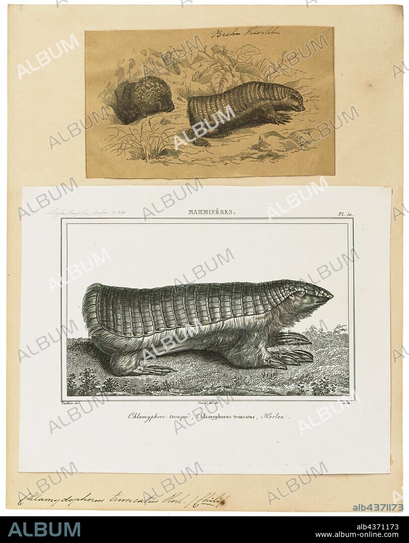 Chlamydophorus truncatus, Print, The pink fairy armadillo (Chlamyphorus truncatus) or pichiciego is the smallest species of armadillo (mammals of the families Chlamyphoridae and Dasypodidae, recognized by a bony armor shell), first described by Richard Harlan in 1825. This desert-adapted animal is endemic to central Argentina and can be found inhabiting sandy plains, dunes, and scrubby grasslands., 1700-1880.