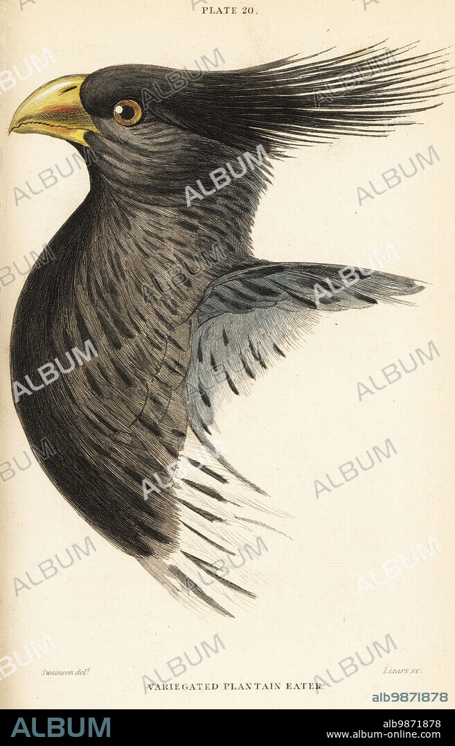 Head of the western plantain-eater, Crinifer piscator (Variegated plantain eater, crested plantain eater, Chizoeris variegata). Handcoloured steel engraving by William Lizars after an illustration by William John Swainson from his Birds of Western Africa in Sir William Jardines Naturalists Library: Ornithology, Lizars, Edinburgh, 1837.