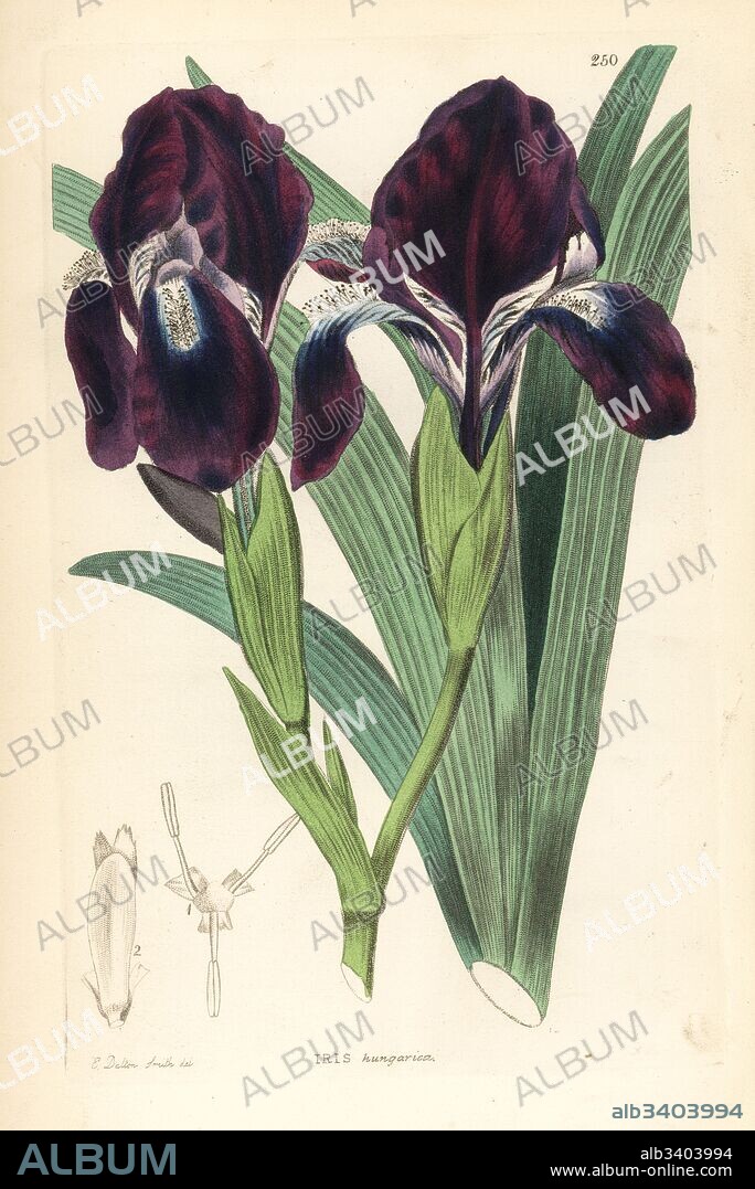 Leafless iris, Iris aphylla (Hungarian iris, Iris hungarica). Handcoloured copperplate engraving by Weddell after Edwin Dalton Smith from John Lindley and Robert Sweet's Ornamental Flower Garden and Shrubbery, G. Willis, London, 1854.