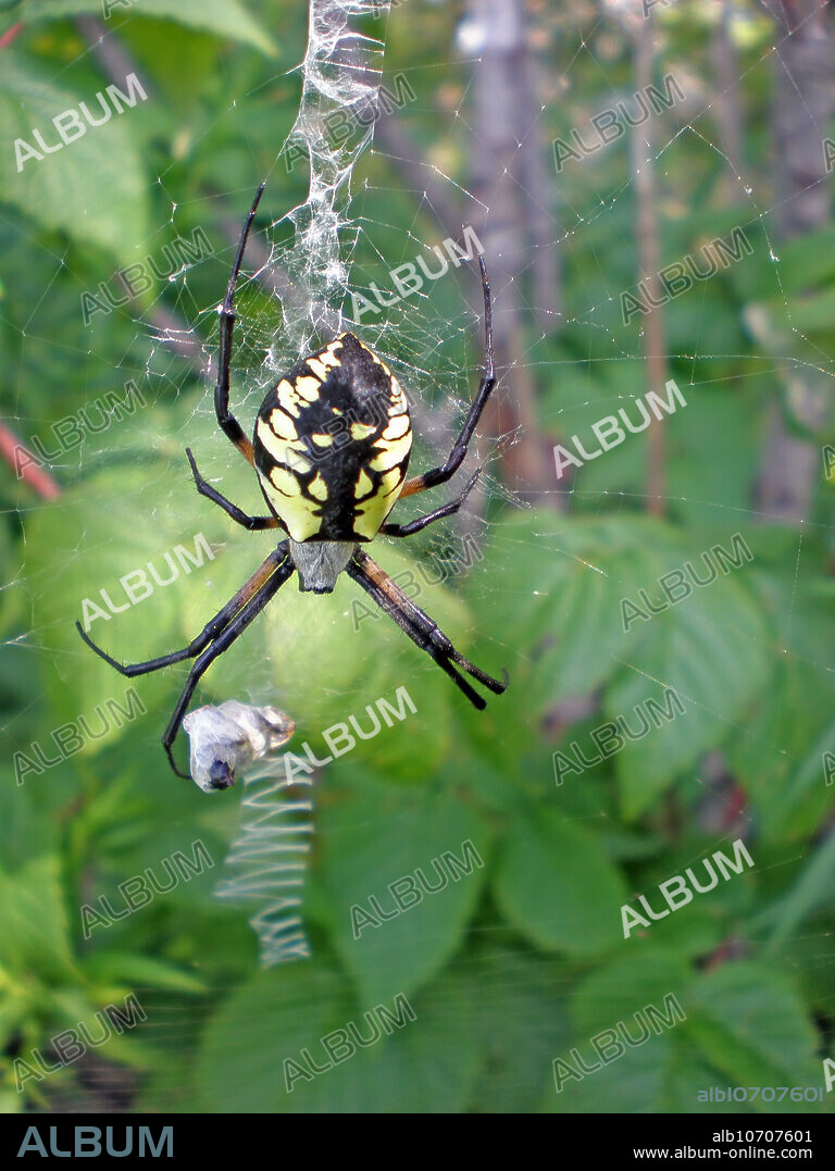 A large Yellow Orb Weaver Garden Spider (Argiope aurantia) guards its bounty in a species-typical web in Upper New York State, USA.