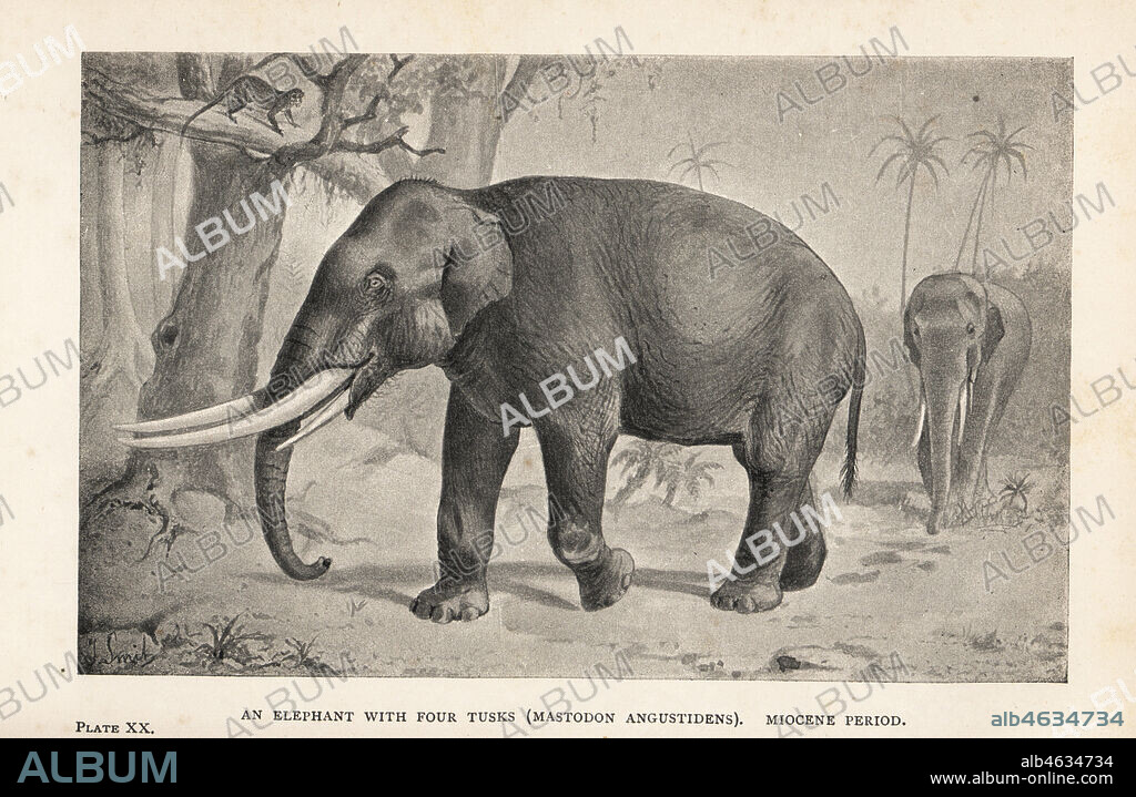 Reconstruction of an extinct elephant with four tusks, Gomphotherium angustidens (Mastodon angustidens), Miocene Period. Print after an illustration by Joseph Smit from Henry Neville Hutchinsons Creatures of Other Days, Popular Studies in Palaeontology, Chapman and Hall, London, 1896.