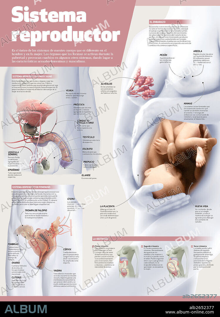 Sistema reproductor. Infografía del sistema reproductor masculino y femenino.