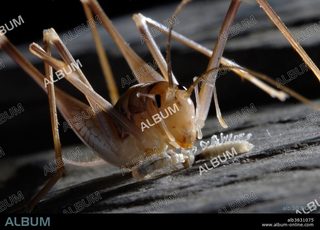 Cave Grasshopper (Dolichopoda ligustica) eating a dead millipede. The Cave Grasshopper has long legs and antennae for sensing its dark surroundings. Italy.