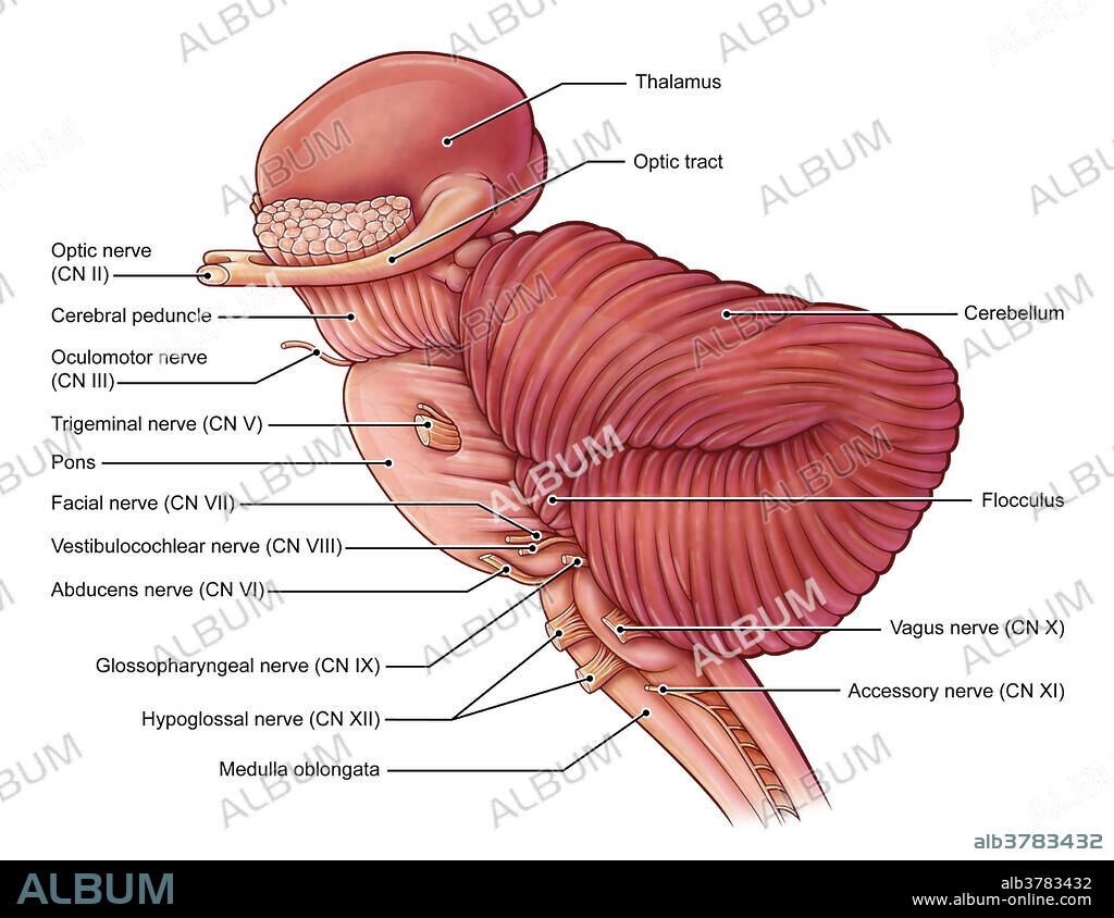 An illustration of the diencephalon, brainstem and cerebellum.