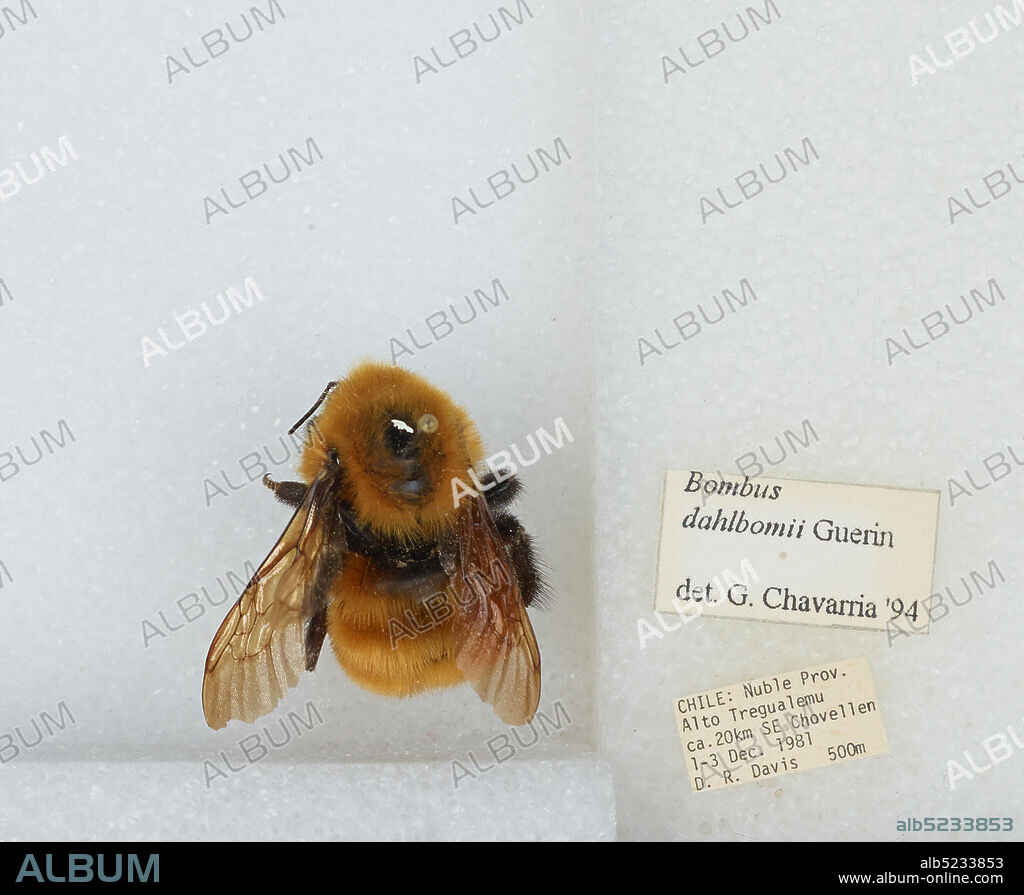 Alto Tregualemu, ca. 20 km SE Chovellen, Nuble, Chile, Bombus (Fervidobombus) dahlbomii Guérin, Animalia, Arthropoda, Insecta, Hymenoptera, Apidae, Apinae.