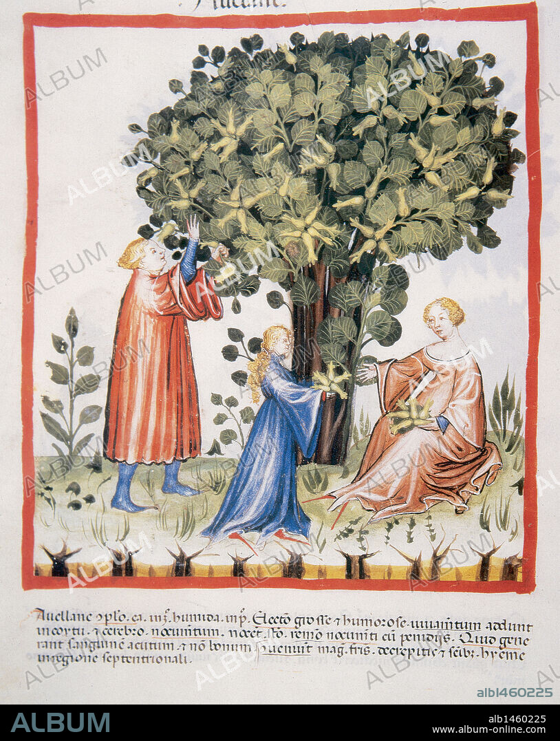 Tacuinum Sanitatis. Medieval Health Handbook, dated before 1400, based on observations of medical order detailing the most important aspects of food, beverages and clothing. Family picking hazelnuts. Miniature. Fol. 17v.