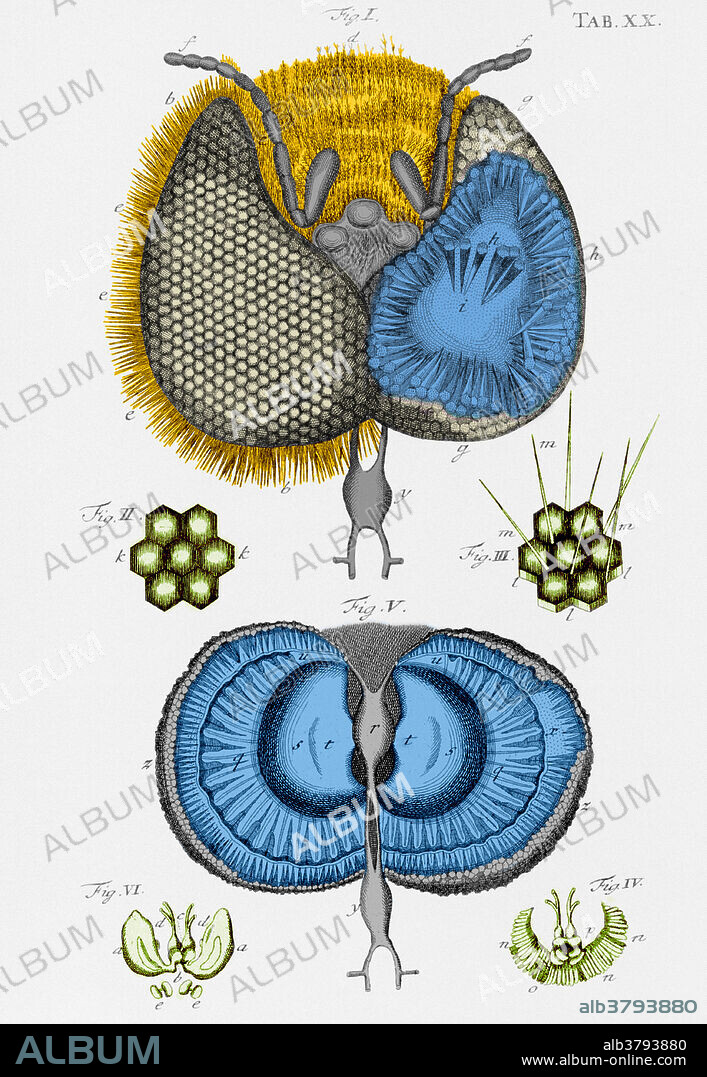 Honey bee eye. Drawing of the structure of the eye of a honey bee (Apis mellifera) by the Dutch naturalist Jan Swammerdam (1637-1680). The individual components of the eye are shown. These consist of long rods (ommatidia) which have a hexagonal lens at the top end, and taper to a nerve bundle at the base. Swammerdam studied medicine, but never practiced it, and instead used his microscope to study insects. This, and hundreds of other drawings, were published posthumously in the celebrated Bybel der Nature in 1737. His studies of metamorphosis form the basis of insect classification today. He also studied mammalian muscles, and discovered red blood cells.