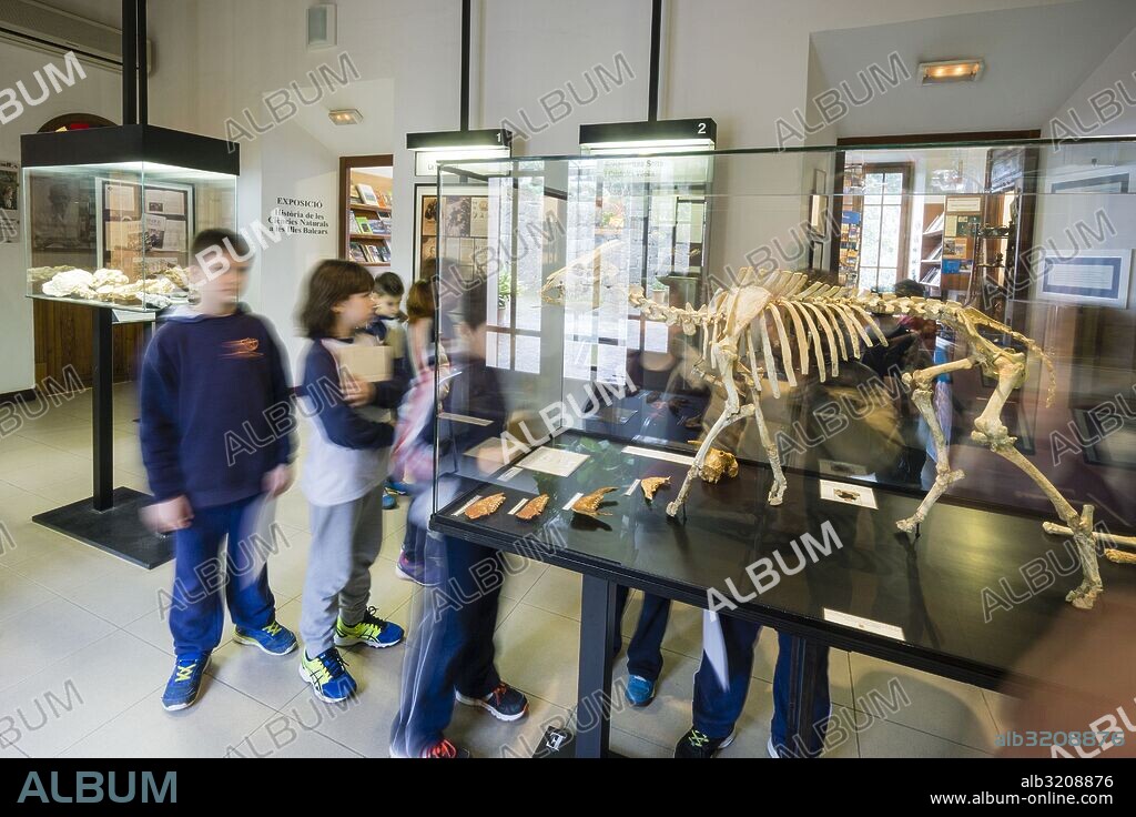 Myotragus balearicus (en griego, "cabra-rata de las Baleares"), Museu Balear de Ciències Naturals (MBCN), Soller, Mallorca, balearic islands, spain, europe.
