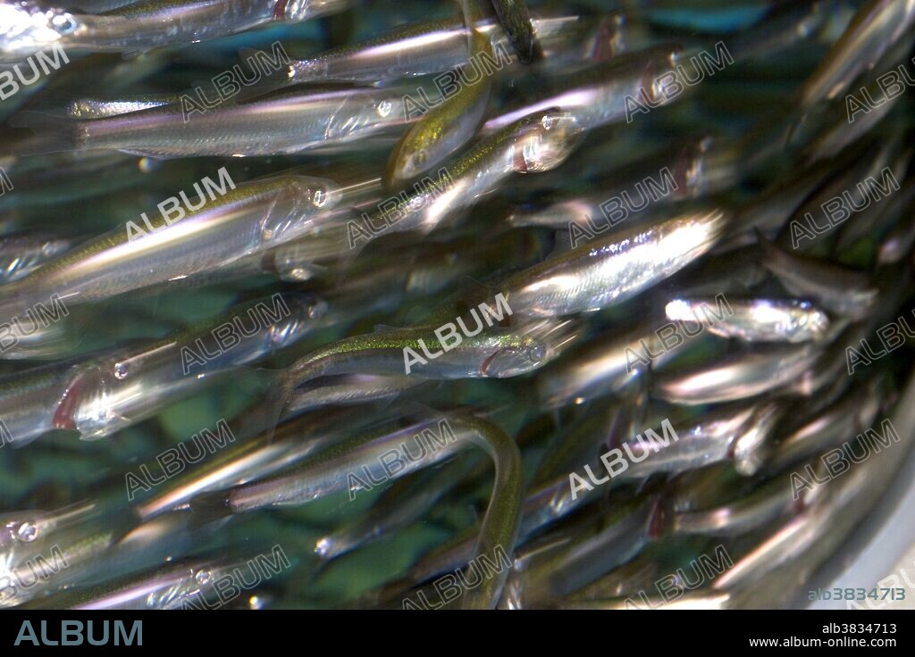 Anchovies on display at the Monterey Bay Aquarium in Monterey, California.