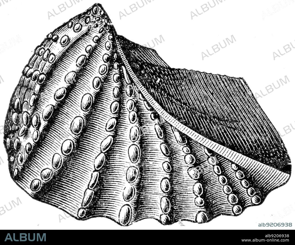 Trigonia navis - Jurastic fossil organisms, encyclopedia 'Education', Russia, 1896.