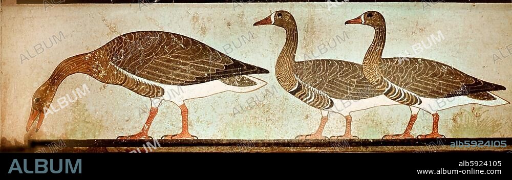 Geese feeding. Part of a tomb painting from the mastaba of Nefermaat at Meidum. Country of Origin: Egypt. Culture: Ancient Egyptian. Date / Period: Old Kingdom late 3rd / early 4th. Place of Origin: c. 2680-2500BC. Meidum. Material Size: Gesso & paint. 0.27m H. (..).