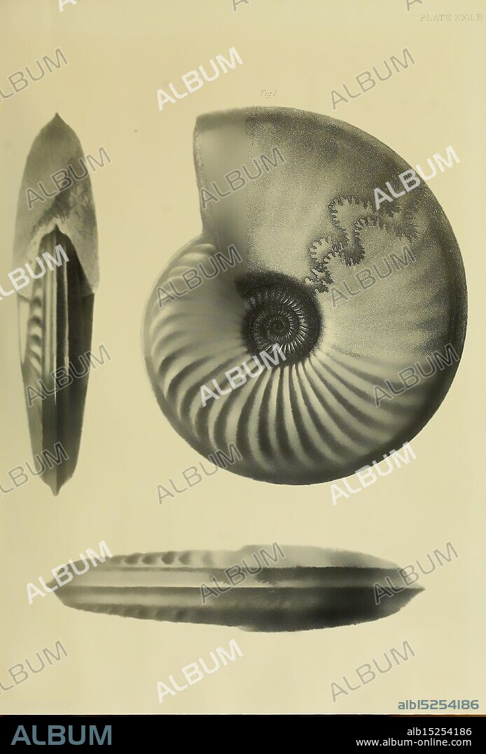 Monograph on the Lias Ammonites of the British Islands London, Printed for the Palæontographical Society, 1878-86. Ammonoidea, Great Britain, Jurassic, Paleontology, The illustration showcases a detailed study of a nautilus shell, highlighting its distinct spiral structure and intricate patterns. The image displays various views of the shell: a top view revealing the smooth, elegantly curved surface, a side view that emphasizes the shell's elegant lines and ridges, and a cross-section that exposes the internal chambers. Each perspective allows for a deeper appreciation of the natural geometry and ornate features characteristic of this marine organism, providing insight into both its biological significance and aesthetic beauty.