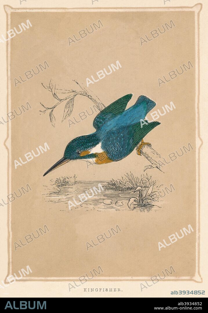 'Kingfisher', (Alcedines), c1850, (1856). From Bible Natural History: containing a Description of Quadrupeds, Birds, Trees, Plants, Insects, Etc, Mentioned in the Holy Scriptures, by Reverend Francis Orpen Morris. [J. Ainsworth, Manchester, 1856].