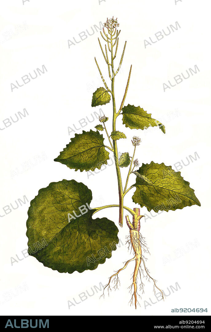 Erysimum alliaria, Alliaria petiolata, Knoblauchsrauke / Alliaria petiolata, or garlic mustard, historical, digital improved reproduction of an original from the 19th century / digital restaurierte Reproduktion einer Originalvorlage aus dem 19. Jahrhundert, genaues Originaldatum nicht bekannt.