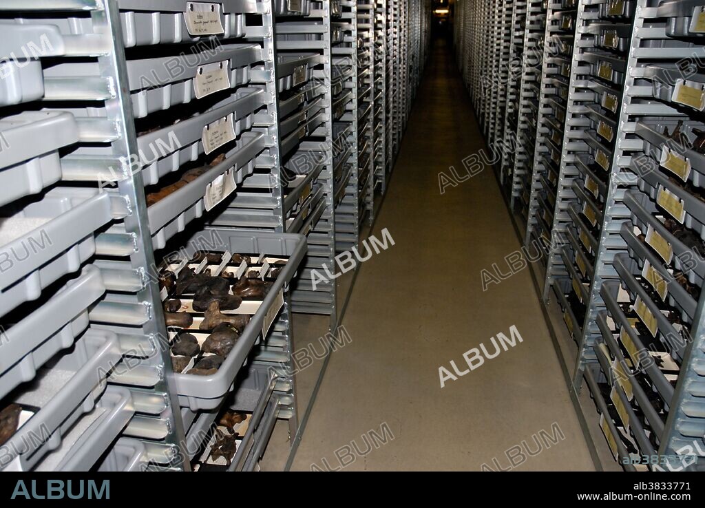 Preserved mammal bones from La Brea Tar Pit excavations in storage at the George C. Page Museum, located adjacent to the tarpits in Los Angeles.