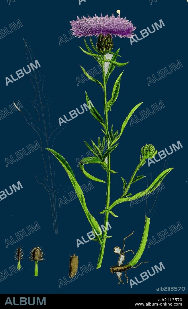 Centaurea nigra, var. decipiens; Black Knapweed, var. B.