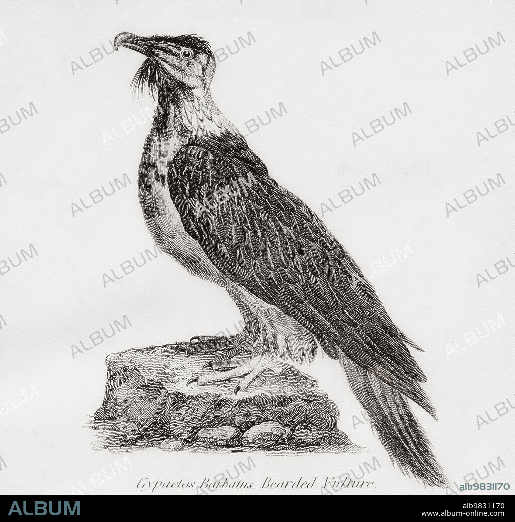 The bearded vulture, aka the lammergeier (or lammergeyer) and ossifrage. From The National Encyclopaedia: A Dictionary of Universal Knowledge, published c.1890.