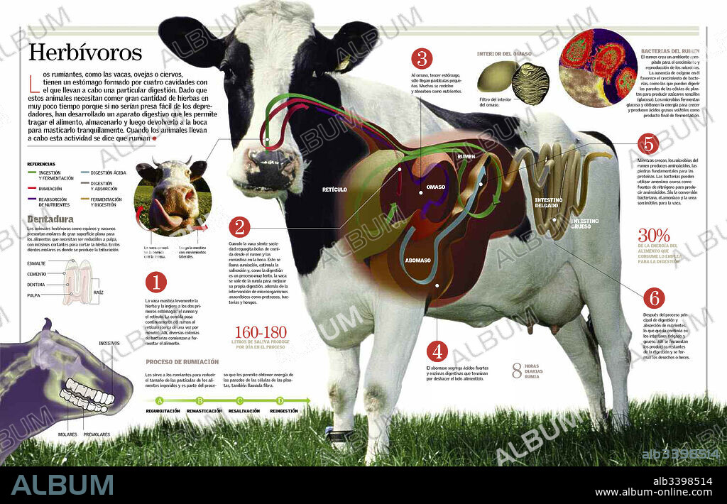 Herbívoros. Infografía del aparato digestivo de la vaca.