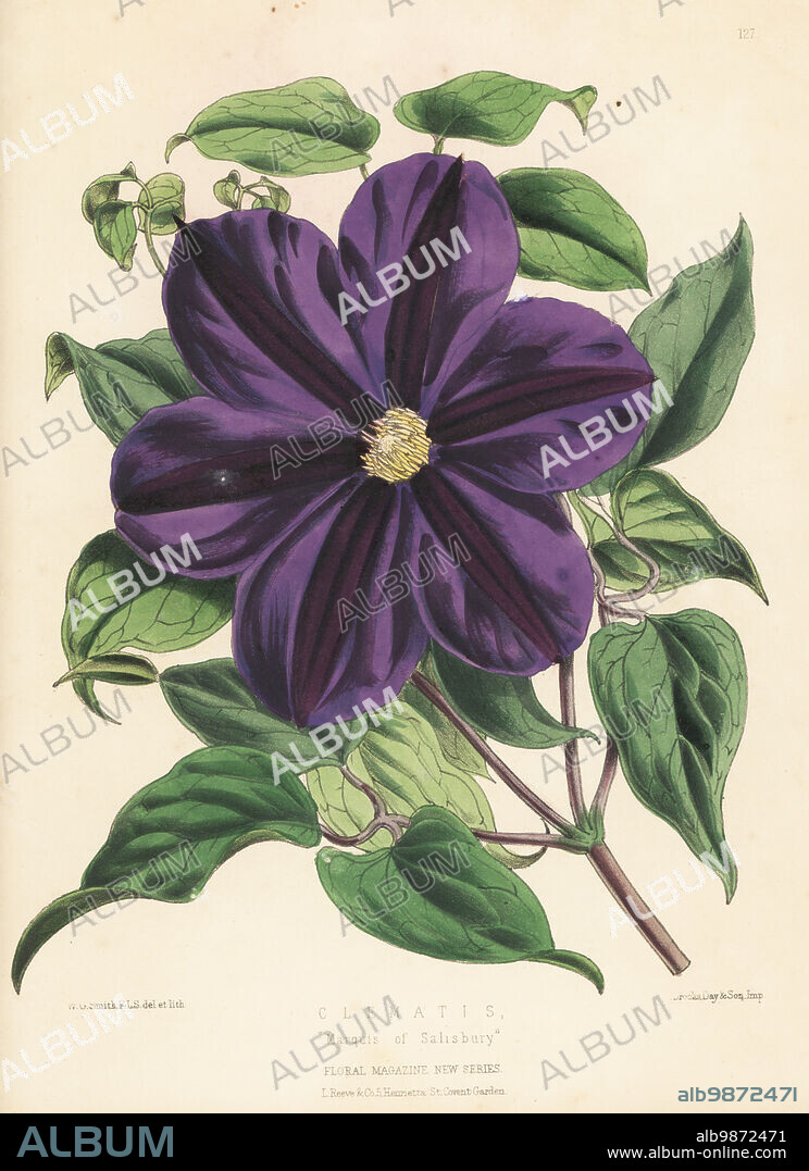 Clematis cultivar, Marquis of Salisbury. Large blue-flowered prize-winning hybrid at the Royal Horticultural Society show in April 1873. Handcolored botanical illustration drawn and lithographed by Worthington George Smith from Henry Honywood Dombrain's Floral Magazine, New Series, Volume 3, L. Reeve, London, 1874. Lithograph printed by Vincent Brooks, Day & Son.