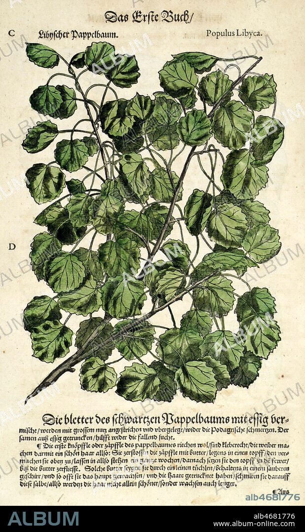 TREMBLE. Populus libyca. Planche botanique de l'ouvrage de Pietro Andrea MATTHIOLI (1500-1577): 'I discorsi di Pietro Andrea Matthioli Sanese, medico cesareo : nei sei libbri di Pedacio Dioscoride Anazarbeo della materia Medicinale' imprime a Prague en 1563. Credit: Collection MX/KHARBINE-TAPABOR.