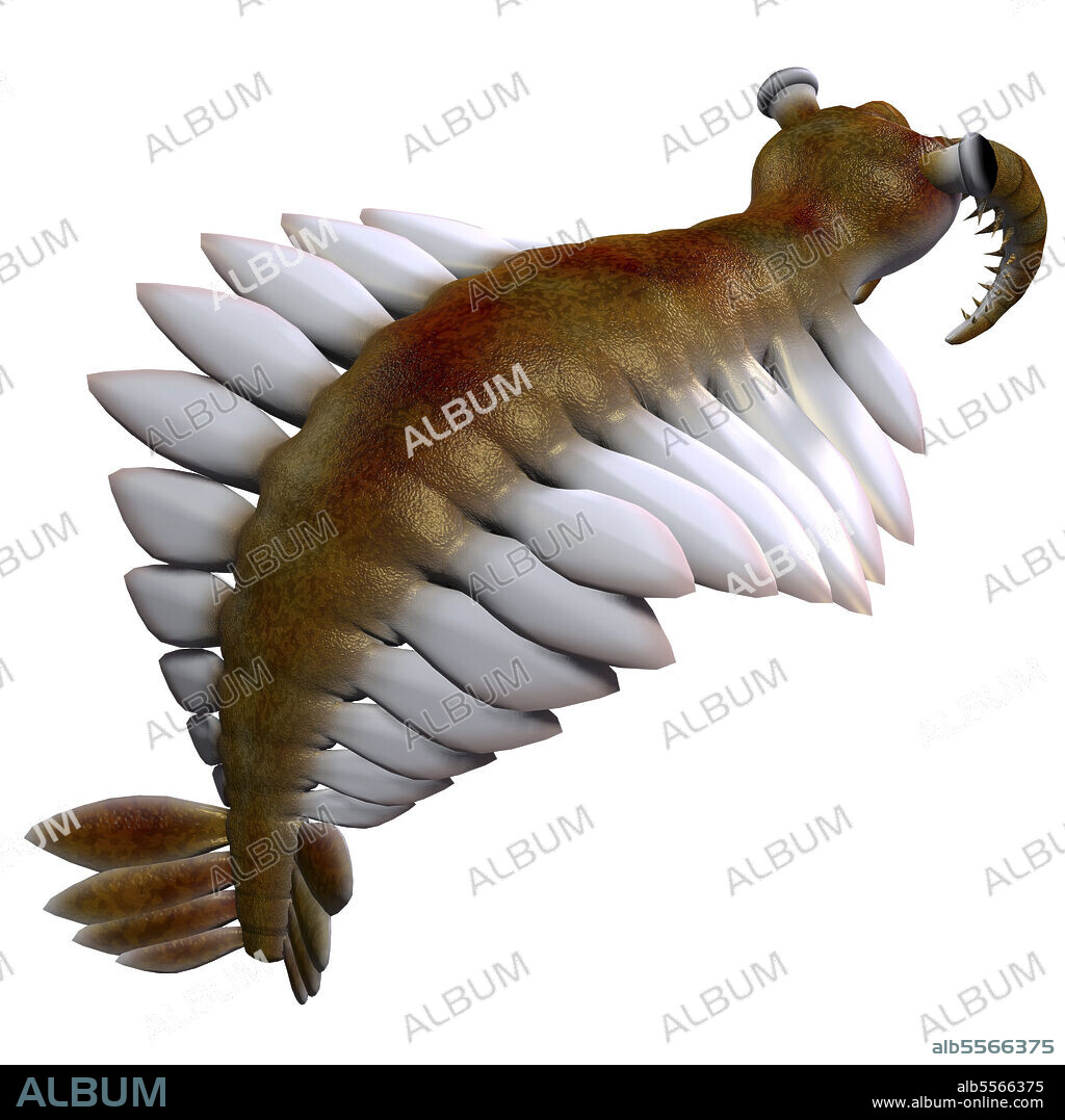 Anomalocaris from the Cambrian Period. Anomalocaris was a marine carnivorous fish that lived in the seas of the Cambrian Period.