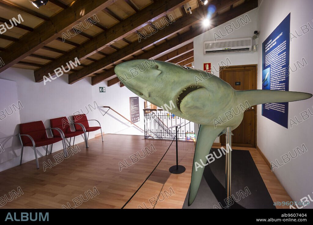 tintorera o tiburón azul ,Prionace glauca, Museu Balear de Ciències Naturals (MBCN), Soller, Mallorca, balearic islands, spain, europe.