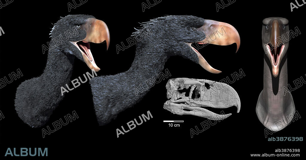 Head reconstruction of Andalgalornis steulleti, a flightless predatory bird from the late Miocene, early Pliocene of Argentina.