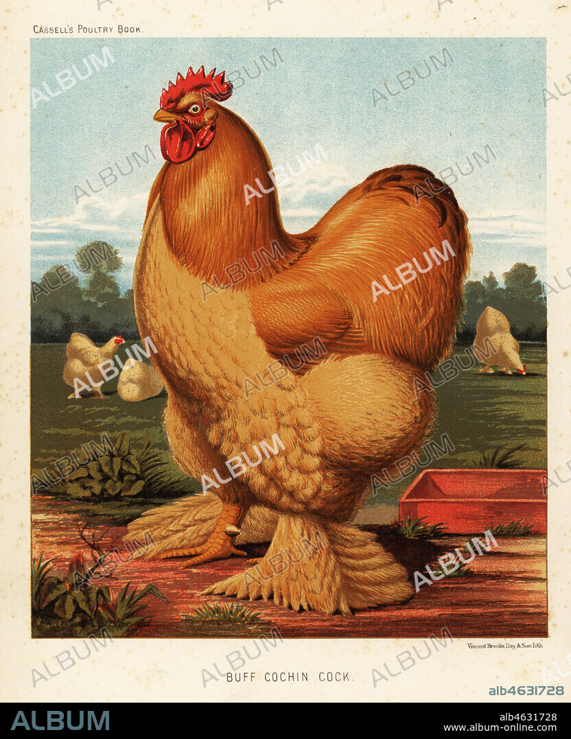 Buff cochin cock, Gallus gallus domesticus. Chromolithograph by Vincent Brooks Day & Son after an illustration by J.W. Ludlow from Lewis Wrights The Illustrated Book of Poultry, Cassell, London, 1890.