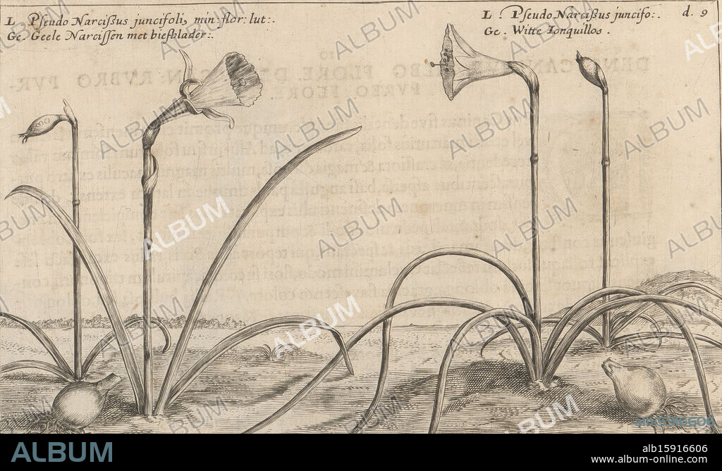 Wild daffodils, Pseudo Narcissus juncifoli[us] min. flor. lut. / Yellow daffodils with rush leaves. (title on object), Pseudo Narcissus juncifo. / White ionquillos (title on object), Winter flower garden (series title), Hortus floridus hyemalis (series title), Flower garden (series title), Hortus floridus (series title), Print is part of a book., print maker: Crispijn van de Passe (II), printer: Crispijn van de Passe (II), publisher: Johannes Janssonius, print maker: Utrecht, printer: Utrecht, publisher: Arnhem, 1617, paper, engraving, height 133 mm × width 211 mm, print.