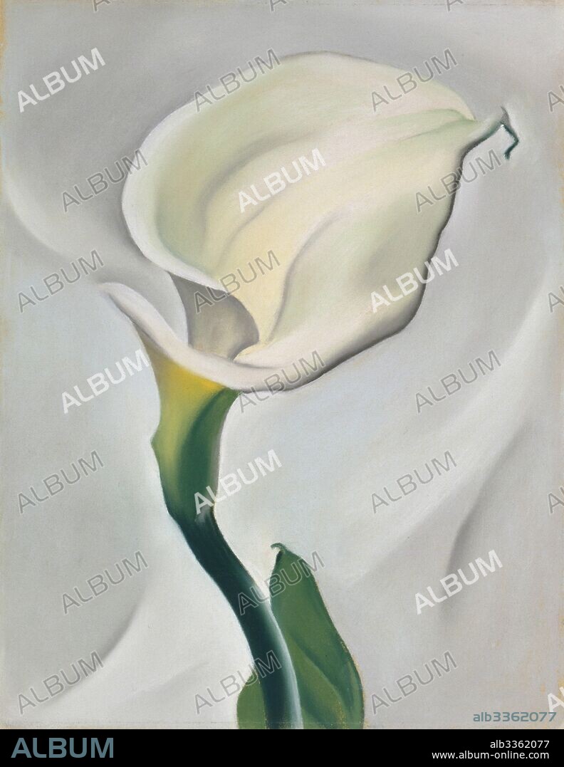 GEORGIA O'KEEFFE. Calla Lily Turned Away.