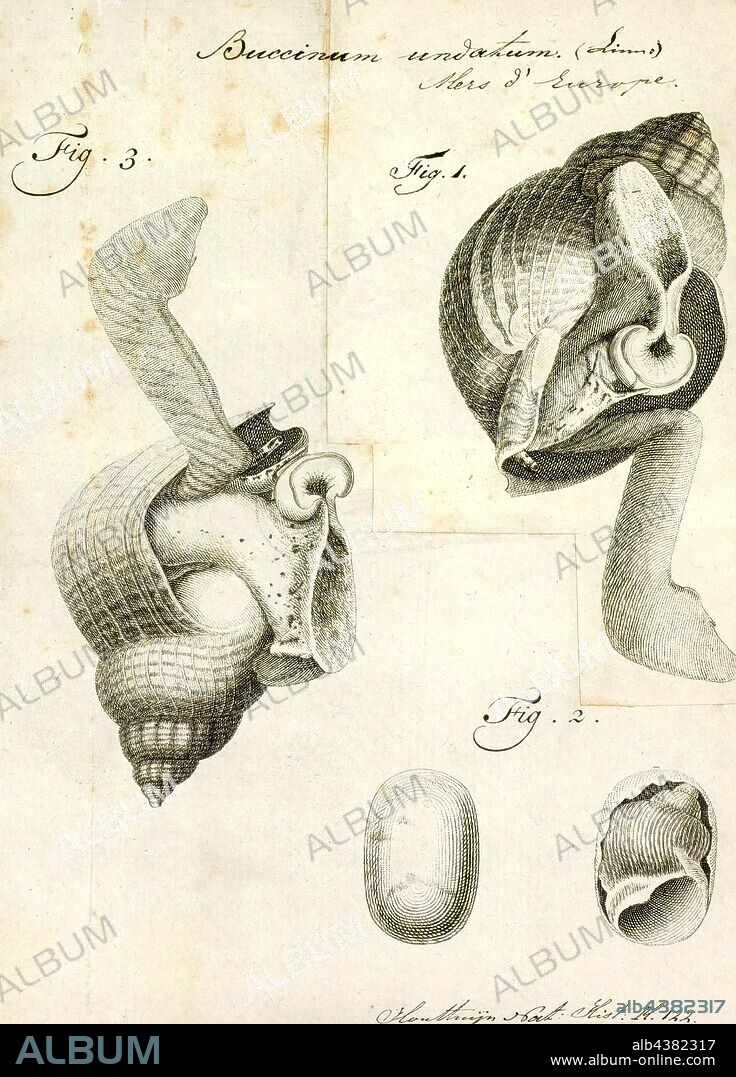Buccinum undatum, Print, Buccinum undatum, the common whelk or the waved buccinum, is a large, edible marine gastropod in the family Buccinidae, the "true whelks".