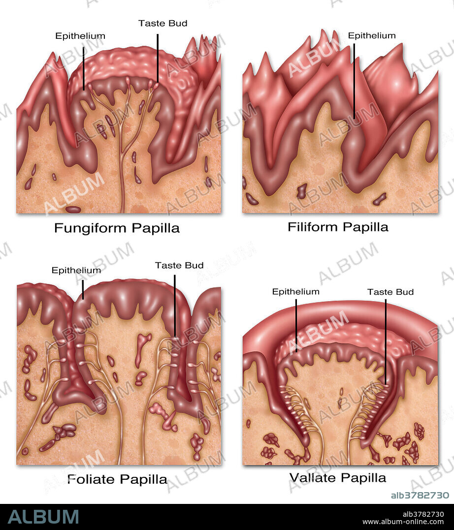 Four Types of Lingual Papilla, Illustration
