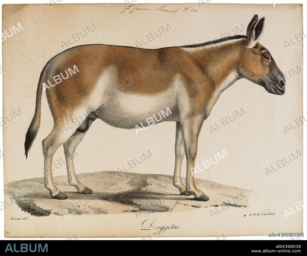 Equus hemionus, Print, The onager, also known as hemione or Asiatic wild ass, is a species of the family Equidae (horse family) native to Asia. A member of the subgenus Asinus, the onager was described and given its binomial name by German zoologist Peter Simon Pallas in 1775. Five subspecies have been recognized, one of which is extinct., 1700-1880.