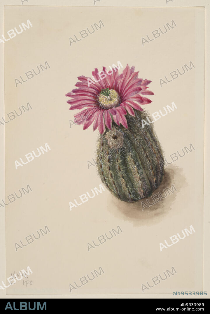 MARY VAUX WALCOTT. Turkeyhead Cactus (Echinocerus perbellus). Watercolor on paper. Date: 1930.