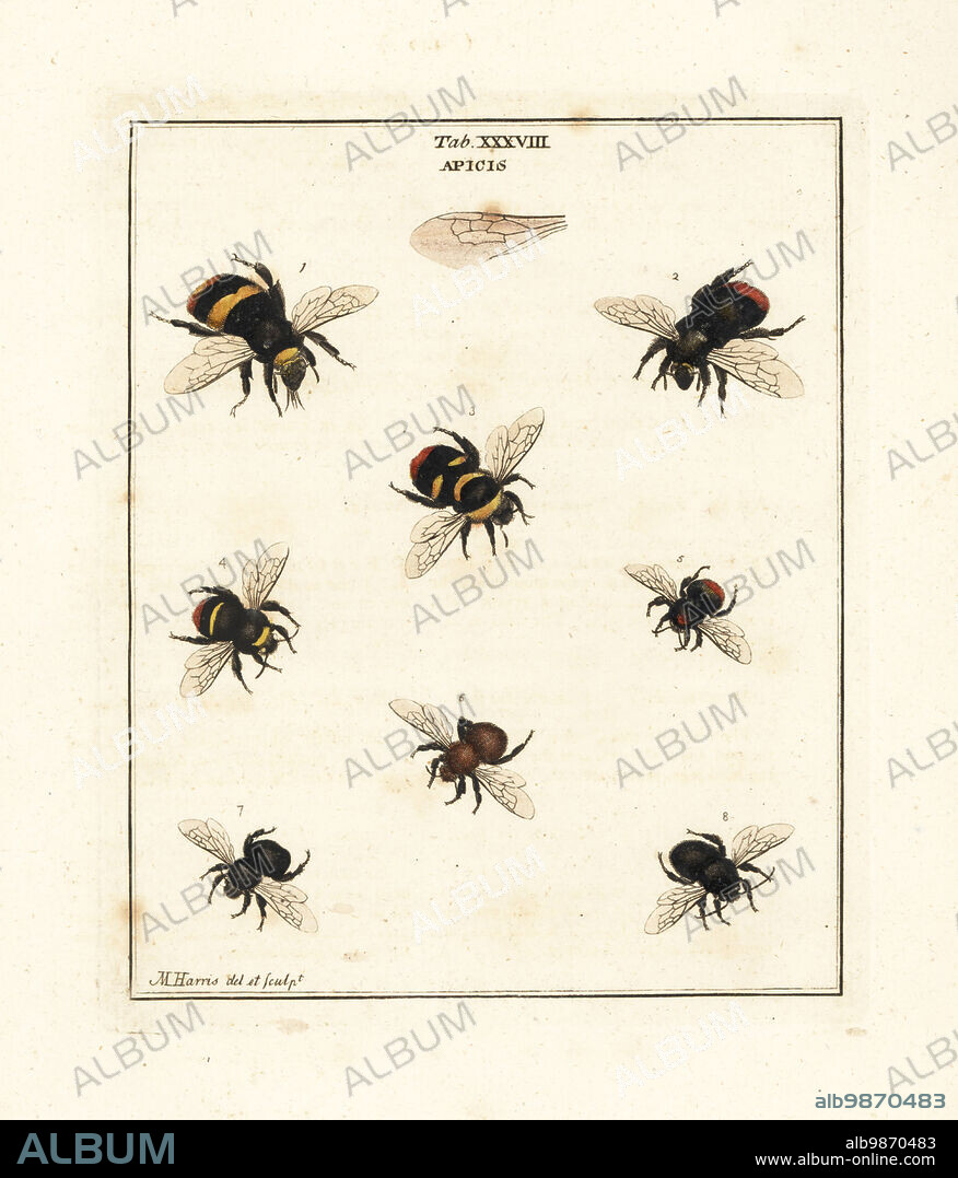 Buff-tailed bumblebee, Bombus terrestris 1, red-tailed bumblebee, Bombus lapidarius 2, garden bumblebee, Bombus hortorum 3, early humble-bee, Bombus pratorum 4, red mason bee, Osmia bicornis 5, large carder-bee, Bombus muscorum 6, and large garden humble-bee, Bombus ruderatus 7,8. Hymenoptera Apicis. Handcoloured copperplate engraving drawn and engraved by Moses Harris from his own Exposition of English Insects, Including the several Classes of Neuroptera, Hymenoptera, Diptera, or Bees, Flies and Libellulae, White and Robson, London, 1782.