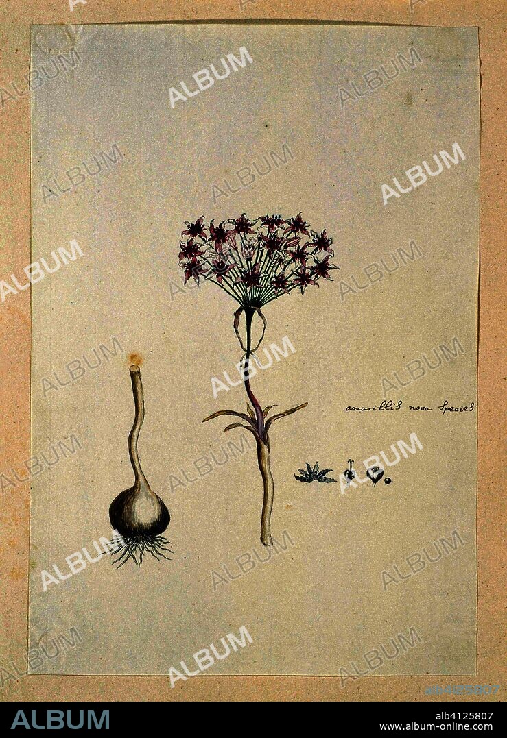 Hessea cinnamomea (L'Hérit.) Durand & Schinz. (umbrella lily). Draughtsman: Robert Jacob Gordon. Dating: Oct-1777 - Mar-1786. Measurements: h 660 mm × w 480 mm; h 389 mm × w 267 mm.