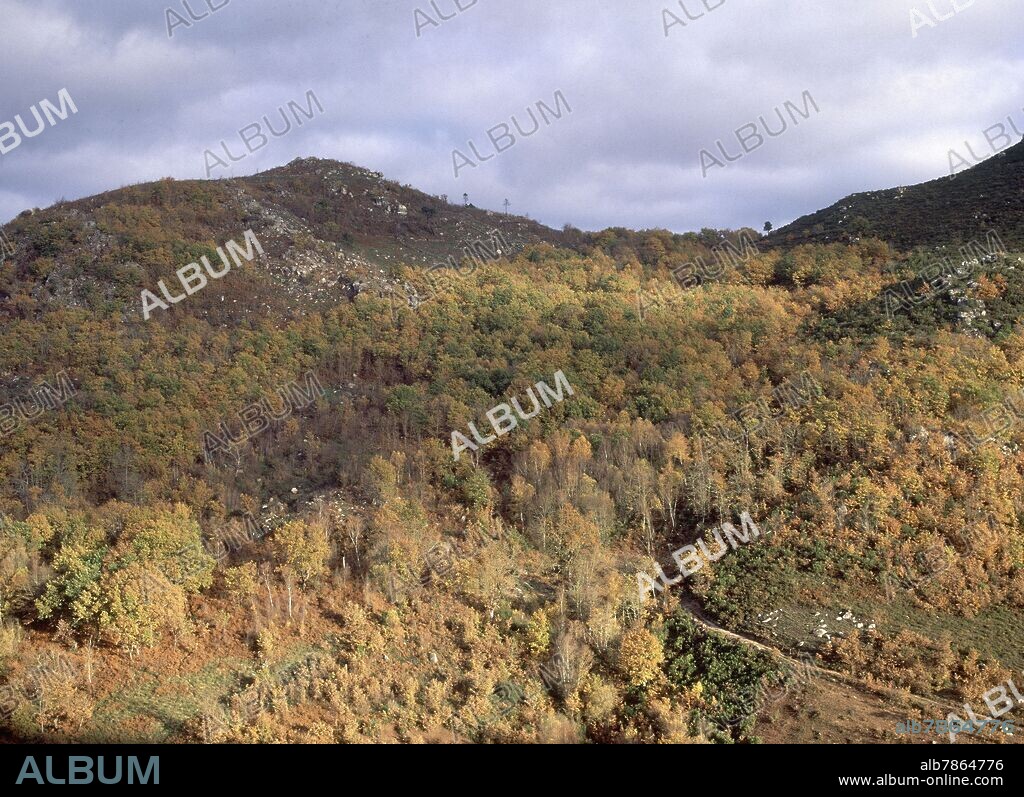 ROBLES EN OTOÑO, AL LADO DEL EMBALSE CASTRELO-MIÑO -.