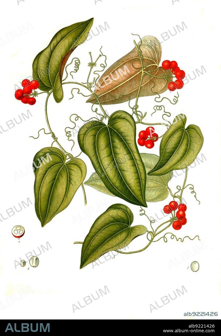 Medicinal plant, Smilax aristolochiifolia, plant species from the genus Smilax, Sarsaparilla, Historic, digitally restored reproduction from a 19th century original