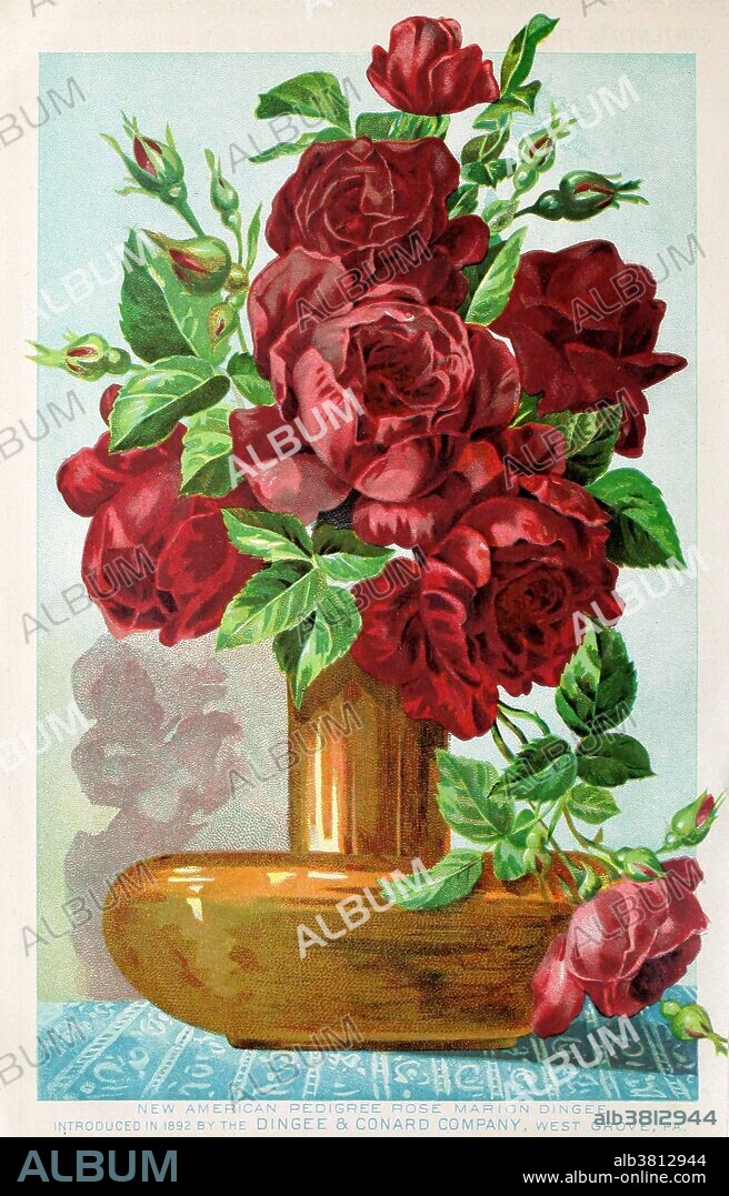 Entitled: "The Dingee & Conard Co., Our new guide to rose culture, West Grove, Pennsylvania, 1894." In 1862 Charles Dingee and Alfred Conrad founded the Dingee & Conrad Nursery, a commercial grower of fruit trees, roses and other nursery products. In 1867 they began propagating roses under a new system introduced by Antoine Wintzer, the head nurseryman, and a world-class hybridizer. Conard conceived the idea of disposing of their rose stock through the mail. Their first catalog offered bedding plants, shrubbery, bulbs, seeds, and roses. In the late 1880s the West Grove Post Office was the second largest in Chester County, Pennsylvania, mostly due to the volume of nursery products shipped by Dingee & Conrad. 1892 Conard separated from Dingee and along with Wintzer joined with S. Morris Jones. The new company continued with the growing and distribution of roses and flowering plants. Much of the farmland acquired by Jones became part of Conard-Pyle a leading horticultural innovator, which has been based in West Grove for over 150 years.